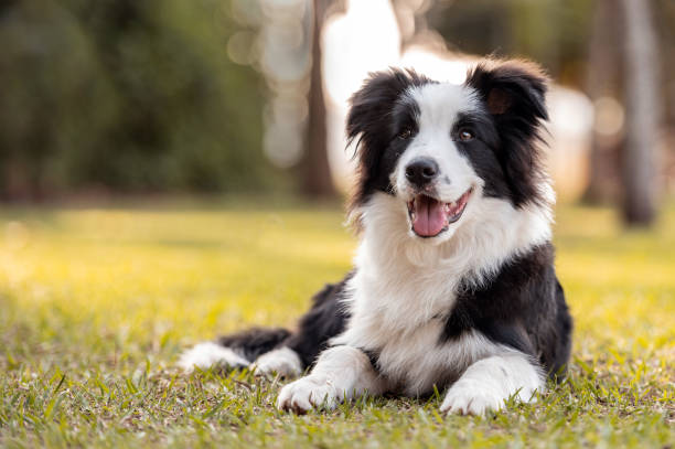 Border Collie _ best dogs for running and hiking
