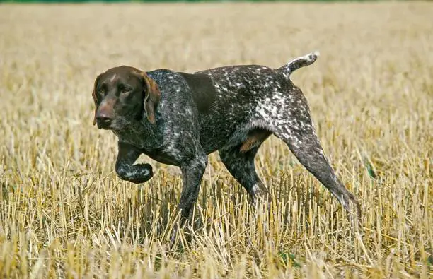 German Short-Haired Pointer Dog _ best dogs for running and hiking 