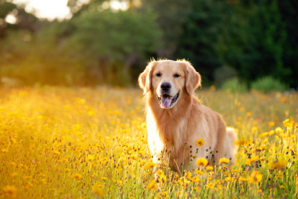Golden Retriever _ Best Dogs for running and hiking