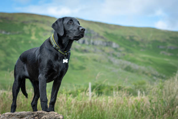 Labrador Retriever _ Best Dogs for running and hiking