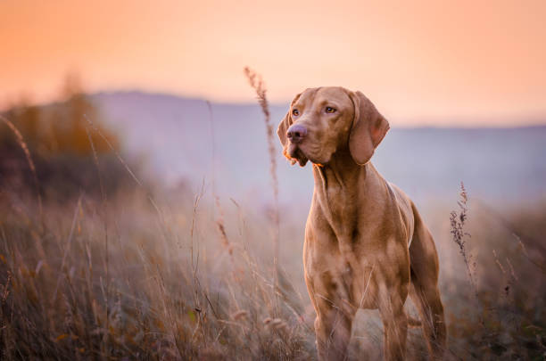 Vizsla _ best dogs for running and hiking 