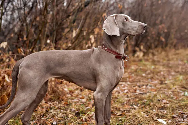 Weimaraner _ best dogs for running and hiking